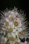 White meadowsweet